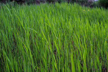 Bright green grass in the meadow