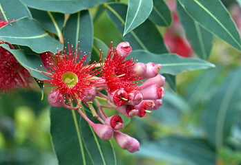 Red blossoms and pink buds of the Australian native flowering gum tree Corymbia ficifolia Wildfire variety, Family Myrtaceae. Endemic to Stirling Ranges on south west coast of Western Australia