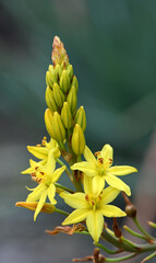Australian native yellow star shaped flowers of the Bulbine Lily, Bulbine glauca, family Asphodelaceae. Endemic to NSW, Victoria and Tasmania and possibly Queensland. Sometimes placed in Liliaceae