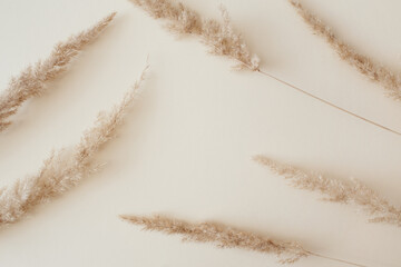 Dry pampas grass reeds agains on beige background. Beautiful pattern with neutral colors. Minimal,...