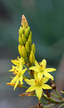 Australian native yellow star shaped flowers of the Bulbine Lily, Bulbine glauca, family Asphodelaceae. Endemic to NSW, Victoria and Tasmania and possibly Queensland. Sometimes placed in Liliaceae