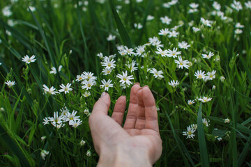 Man touching flowers with his hands