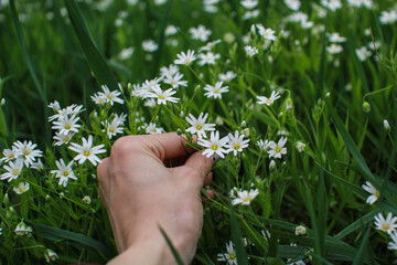 Fototapeta na wymiar Man touching flowers with his hands