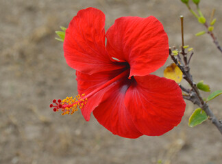 Hibiscus at Ruins of Carthage, Tunisia