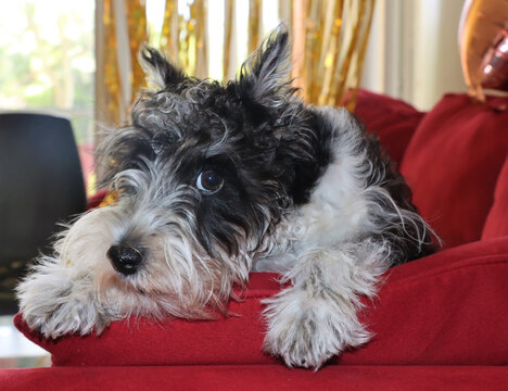 Mini schnauzer , perro de 3 meses. Mascota familiar muy inteligente, blanco y negro. Mirando a la camara sin entender que pasa.