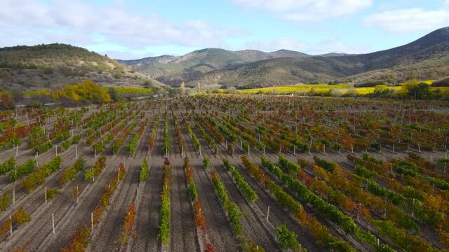 The Crimean Peninsula.The vineyards near the mountain Frog.