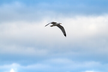 Fototapeta na wymiar seagulls soaring in the morning blue sky