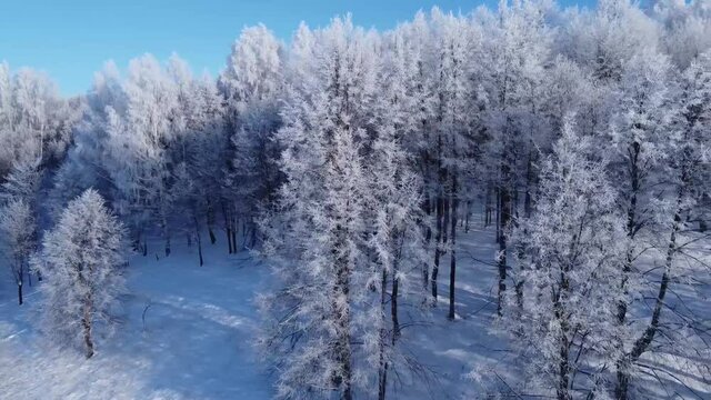Top view of the trees in the snow and others. Aerial photography over the forest on a winter sunny day