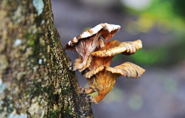 Mushroom on tree in bokeh background