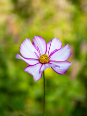 Beautiful white-pink flower of decorative chamomile close-up. 