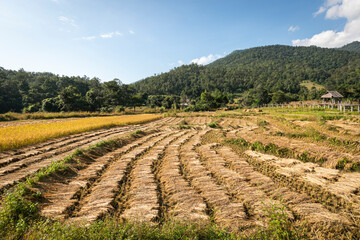 Fototapeta na wymiar beautiful yellow ripe paddy field with green mountain view at Ko Ku Su village, Pai, Mae Hong Son, Thailand