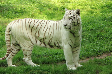 Fototapeta na wymiar Tigre blanc royal