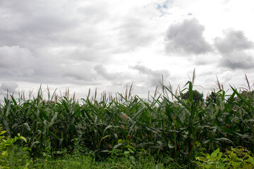 Corn garden with cool gray sky