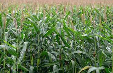 Corn garden with cool gray sky