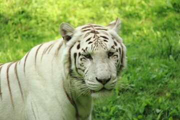 Fototapeta na wymiar Tigre blanc royal