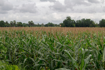Corn garden with cool gray sky