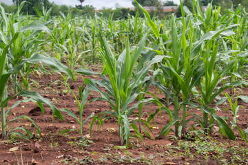 Corn garden with cool gray sky