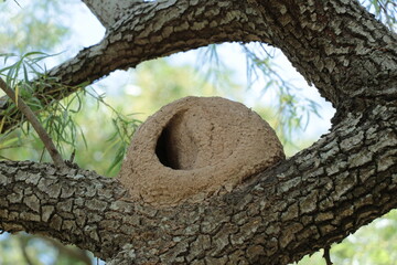 Hornero