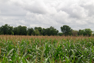 Corn garden with cool gray sky