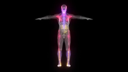 Abstract Male Anatomy 3d scanning. High quality 4k footage - Powered by Adobe