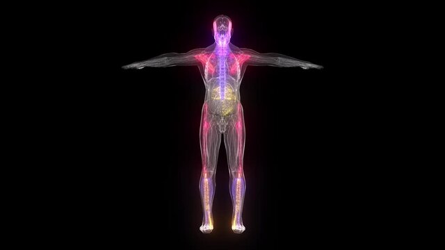 Abstract Male Anatomy 3d scanning. High quality 4k footage