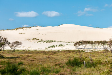 High sand dune near Bergen, North Holland