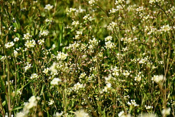 Acker-Schmalwand weiße Blume auf der Wiese