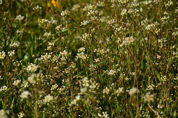 Acker-Schmalwand weiße Blume auf der Wiese
