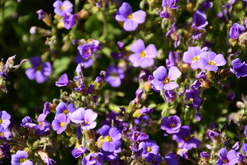 Lila Blumen Beet im Sonnenschein