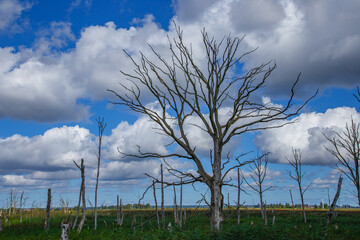 Tote B&auml;ume im Anklamer Stadtbruch