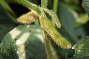 Close up of soybeans