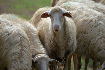Flock of Staring Sheep. Sheep in nature on meadow. Farming outdoor in Tuscany, Italy.
