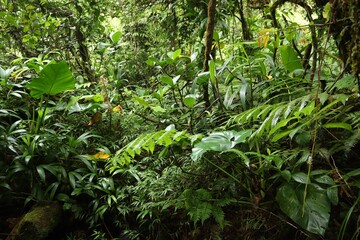 Fototapeta na wymiar Rainforest of Guadeloupe