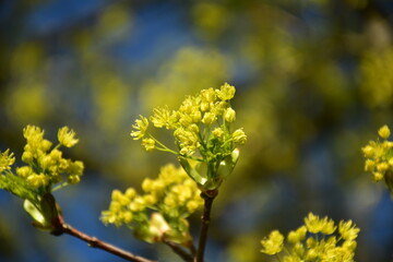 Gelbe Baumknospen im sommerlichen Frühling
