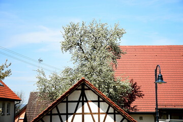 Fototapeta na wymiar Fachwerkhaus mit einem Kirschblütenbaum