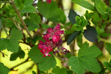 Rosa Blut Johannisbeere mit grünen Blättern
