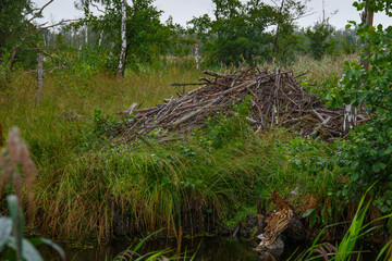 Biberburg im Anklamer Stadtbruch