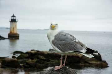 Seagull standing watch