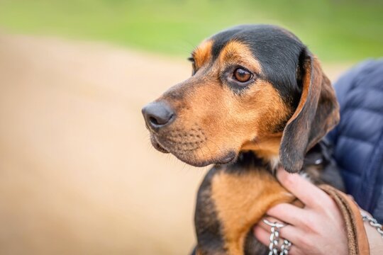 Close up portrait of a young cute reddish and black mongrel dog of a Slovak hound being held by a hand. Green grass and sandy path in the background.