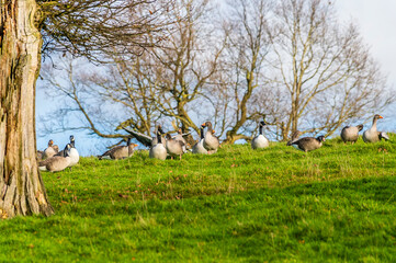 Obraz premium A gaggle of Canadian Geese on the hillside beside Thornton Reservoir, UK on a bright sunny day