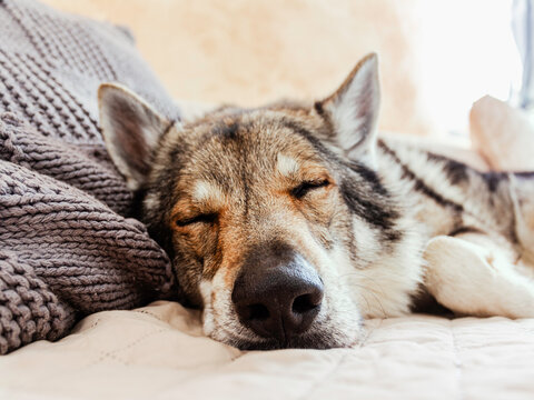 Czech Slovak wolf dog sleeping on the couch