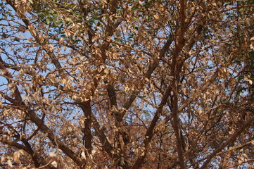 The leaves of the dry tree