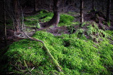 Waldboden mit Moos