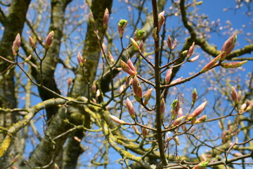 Knospen einer Tulpen-Magnolie im Frühling