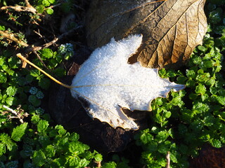 hoja cubierta de rocio congelado en otoño, lérida, españa, europa