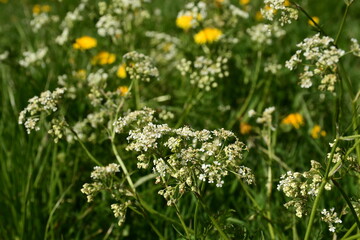 Weißer Wiesen-Kerbel auf der Wiese im Frühling