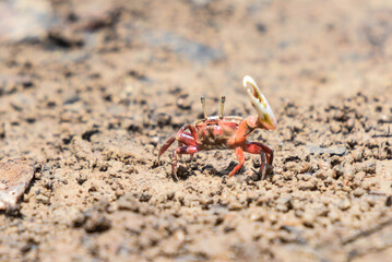  Crab claw in mangrove forest at Bor Hin Farmstay, Trang Province, Thailand