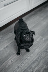 Portrait of a black pug dog, looking straight