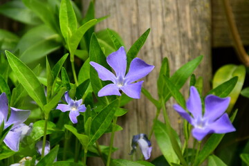 Kleines Immergrün lila Blume mit Holz im Hintergrund