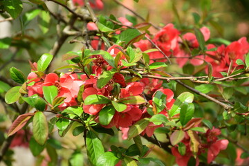 Rosa japanische Zierquitte in einem Blumenstrauch